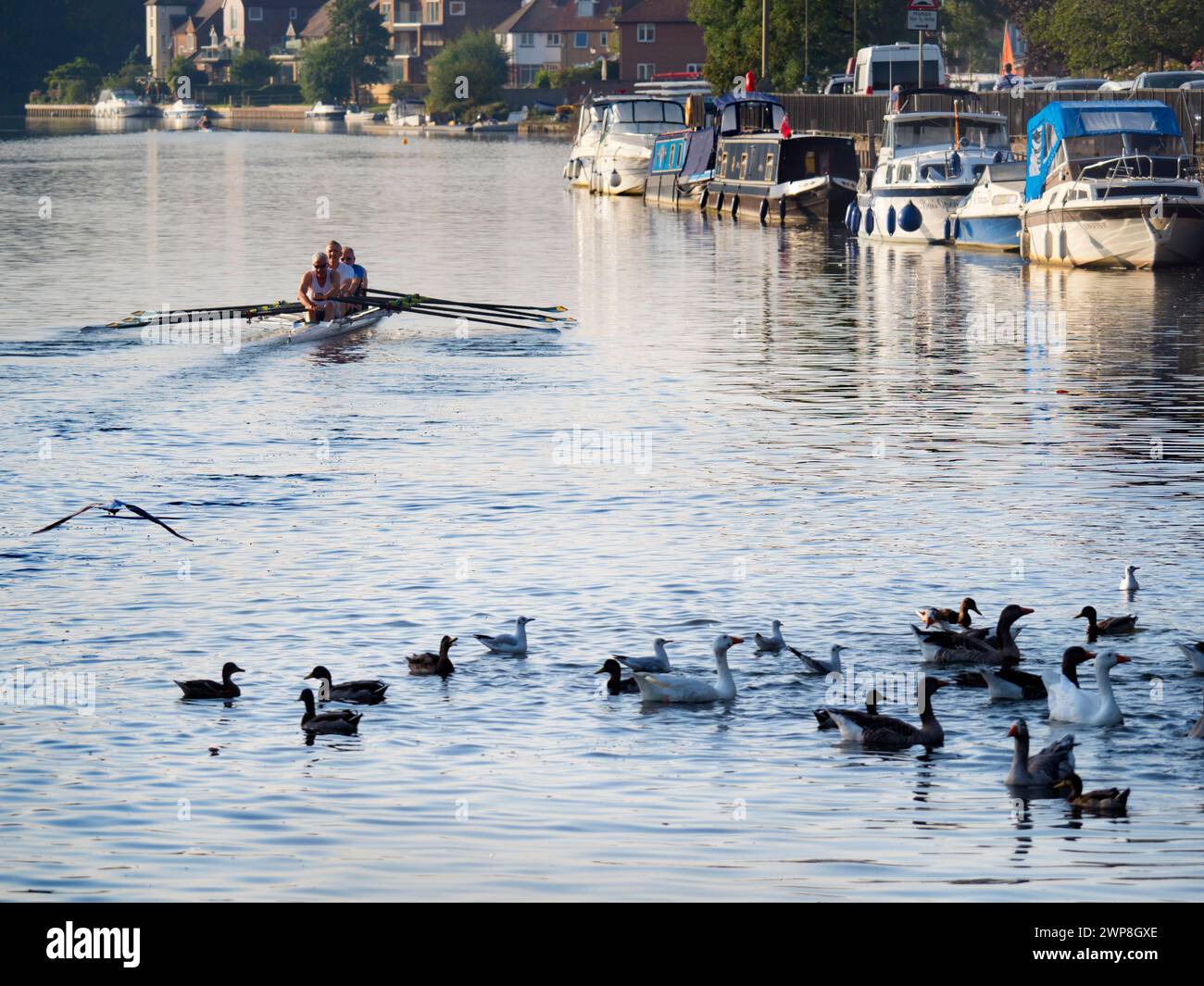 Bow river ducks hi-res stock photography and images - Alamy