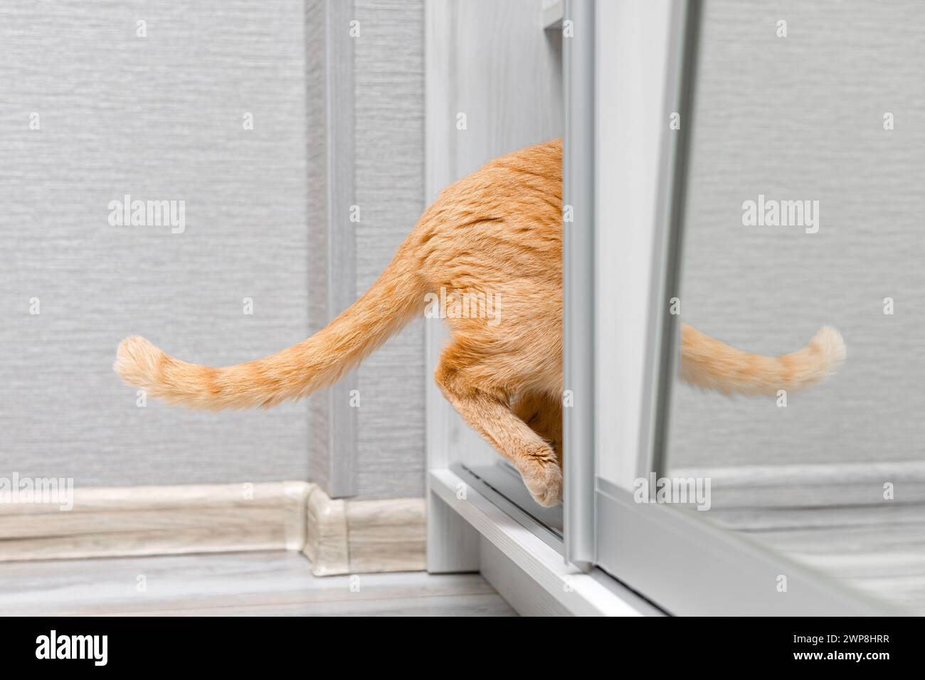 a ginger cat climbs into a closet compartment. curious cat. cat's tail sticks out from behind the door. cat hiding from people in the closet Stock Photo
