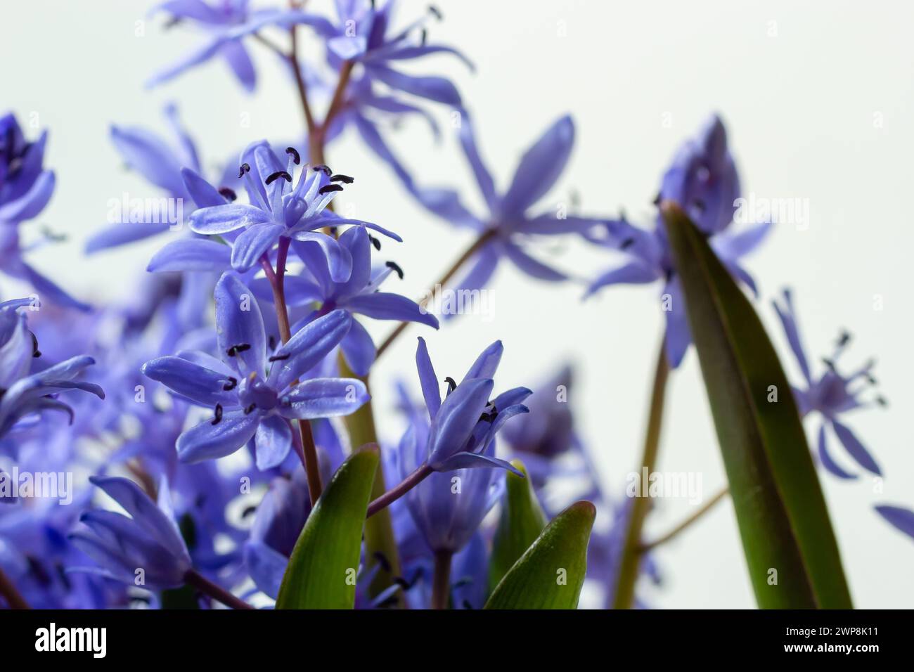 Beautiful blue flowers snowdrops Scilla bifolia alpine squill, two-leaf squill on a white background with space for text. Spring decoration. Stock Photo