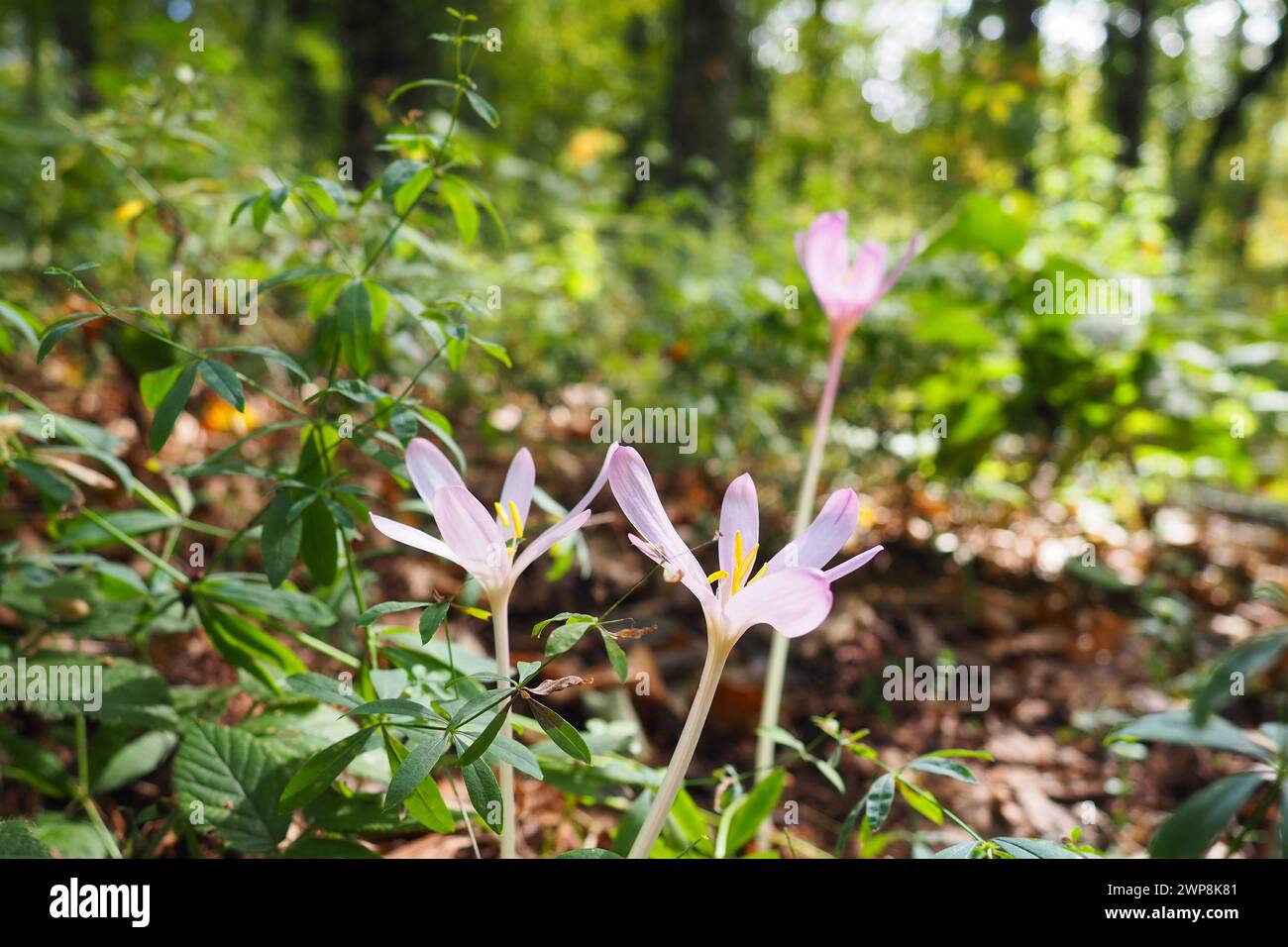 Colchicum autumnale, commonly known as autumn crocus, meadow saffron, is a poisonous autumn-flowering flowering plant that resembles true crocuses but Stock Photo