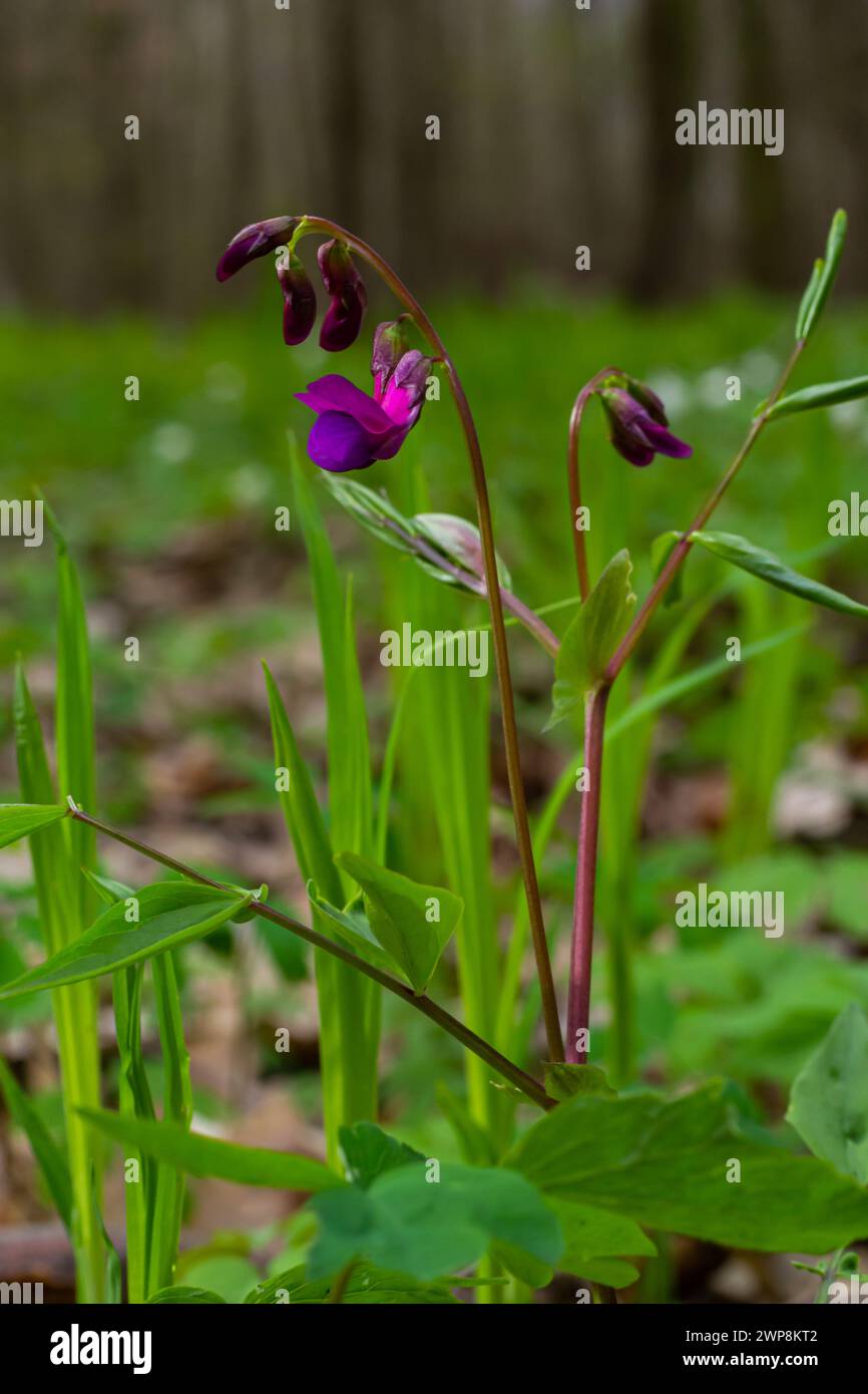 Lathyrus vernus in bloom, early spring vechling flower with blosoom and green leaves growing in forest, macro. Stock Photo