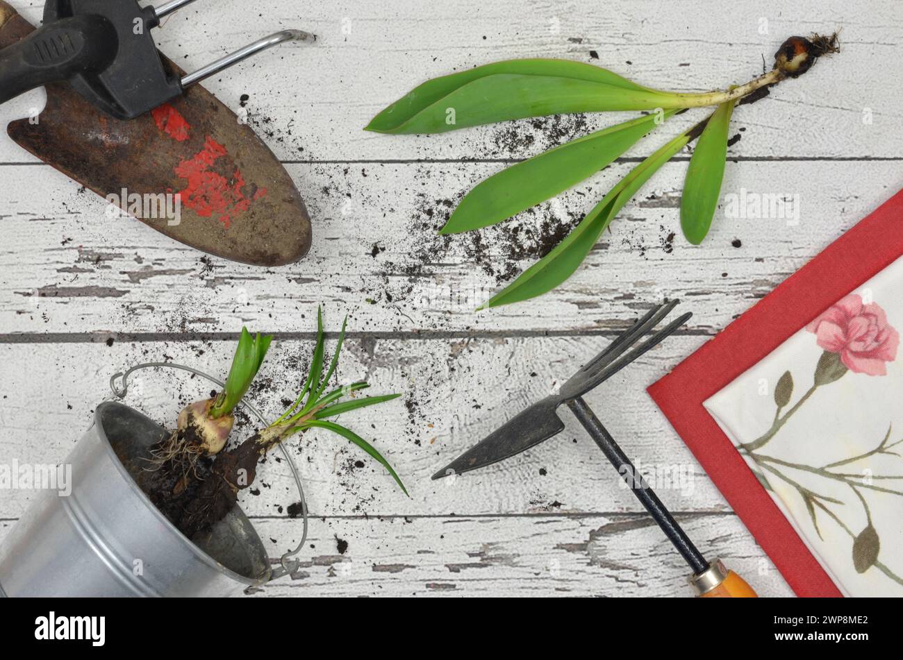 Gardening tools and flower bulbs on white table, top view. Stock Photo