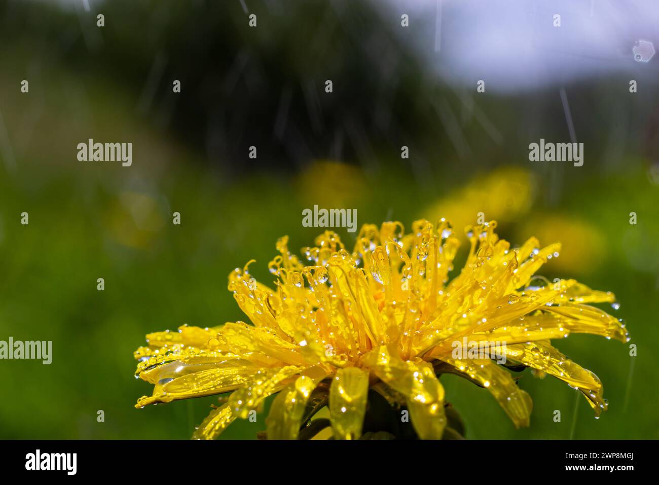 Yellow daisies bloom after the rain and the pollen grains are covered with water droplets. Stock Photo