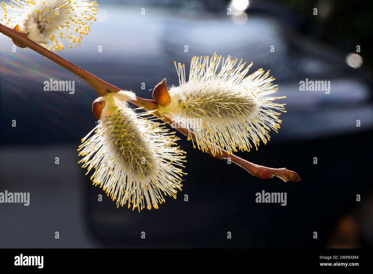 Weidekätzchen (Salix caprea Pendula) in der Frühlingssonne Stock Photo