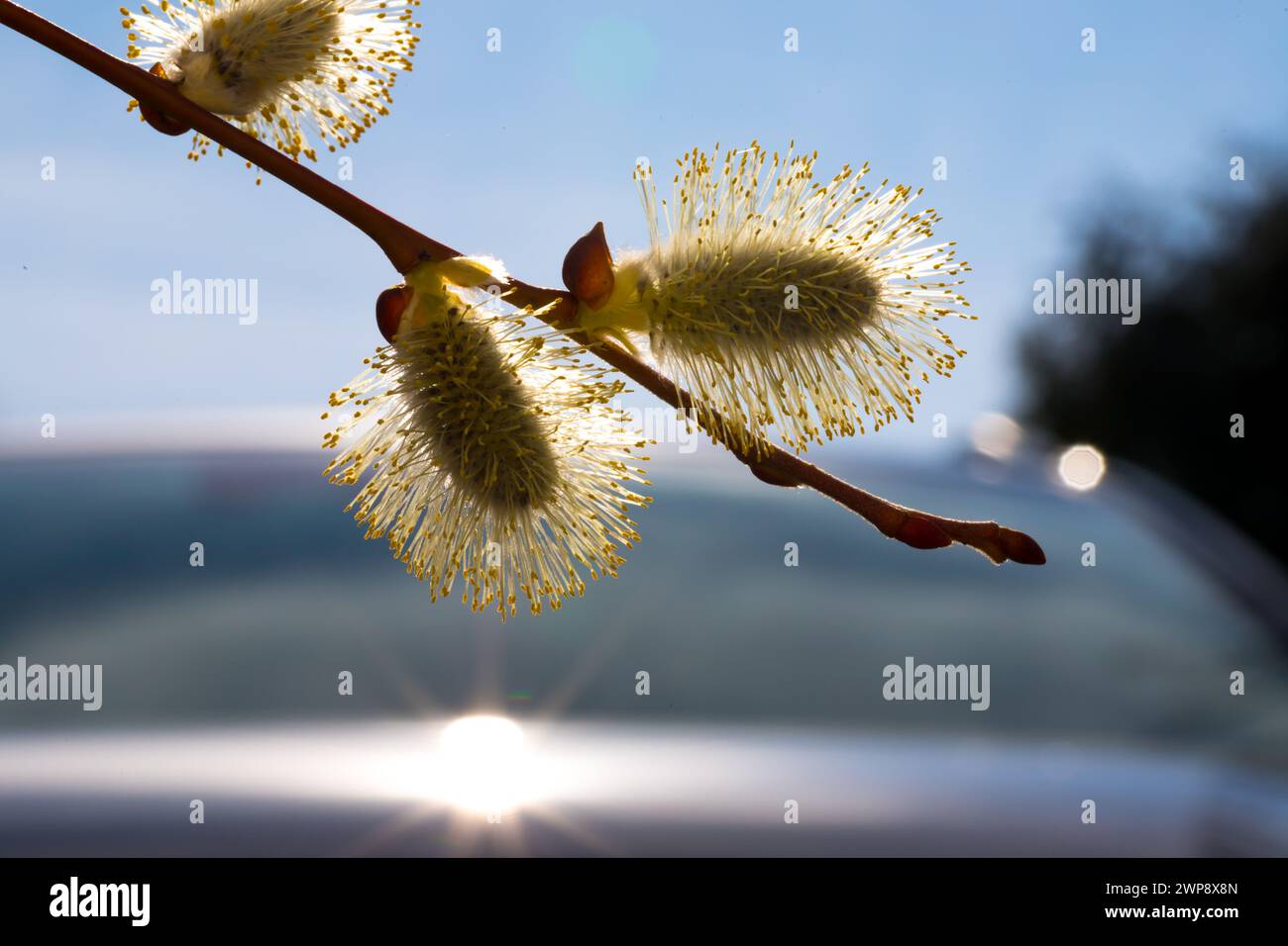 Weidekätzchen (Salix caprea Pendula) in der Frühlingssonne Stock Photo