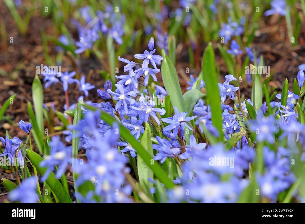 Blue Scilla luciliae, also know as Bossier's glory of the snow or ...