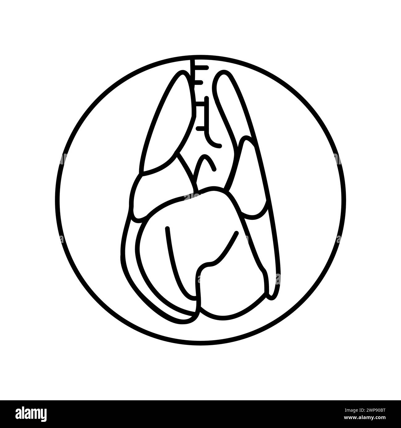 Respiratory Schematic Drawing Drawing Color Stock Vector Images Alamy respiratory-schematic-drawing-drawing-color-stock-vector-images-alamy