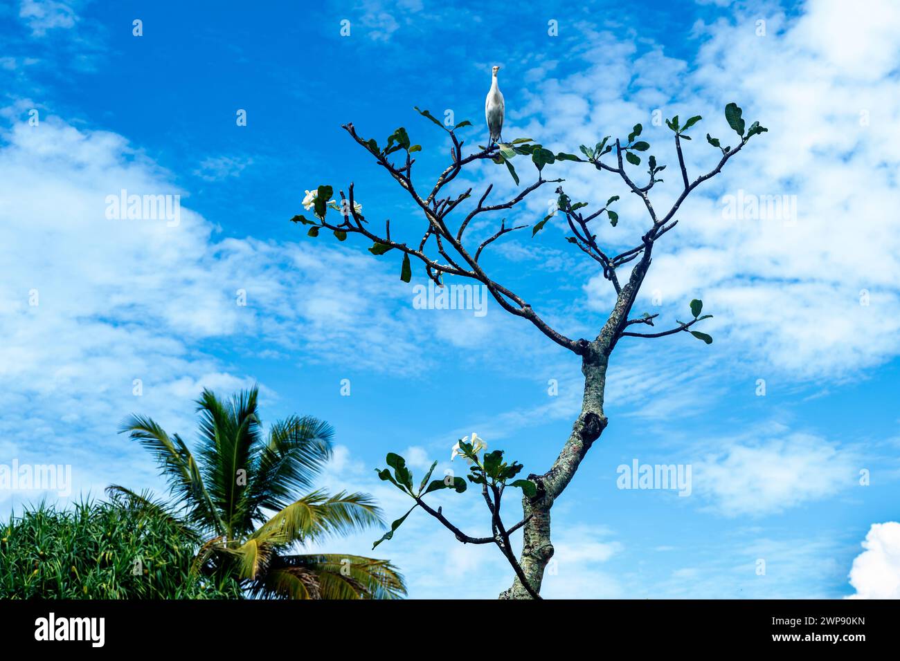 Bird heron sits on citrus tree, palm tree on background of blue sky in sunny day. Sri Lanka. Stock Photo