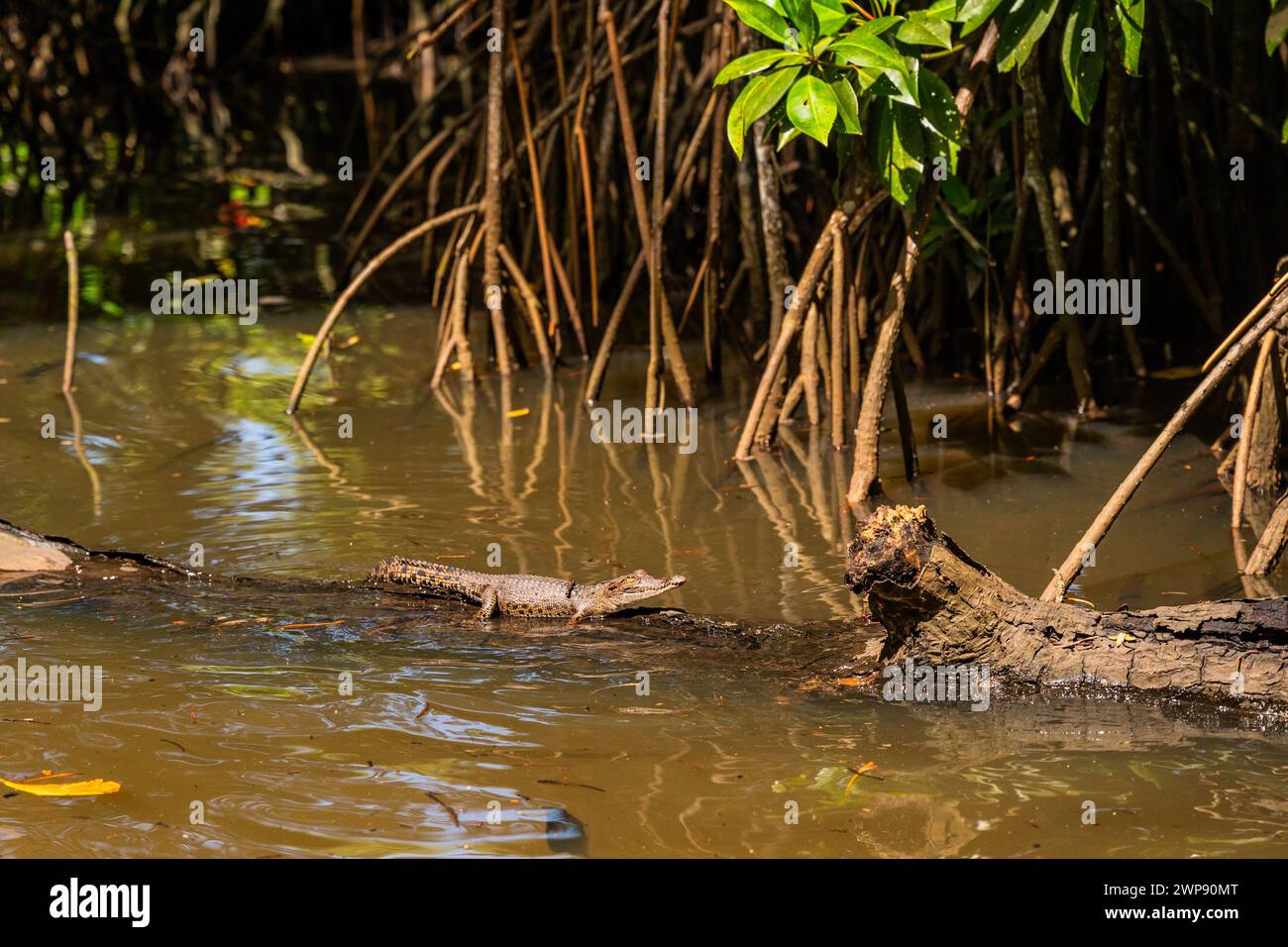 Young crocodile climbing on a log in water of Bentota Ganga river, Sri Lanka. Stock Photo