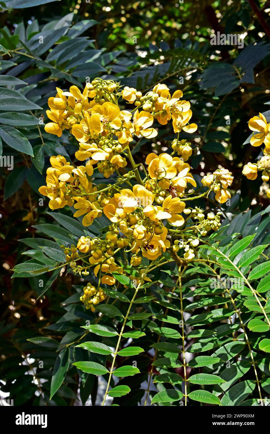 Golden wonder tree flowers (Senna spectabilis) Stock Photo