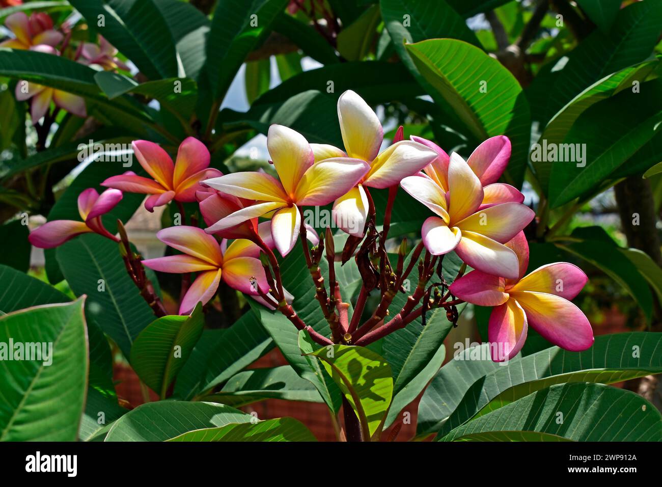 Tricolor frangipani flowers (Plumeria) on tropical garden Stock Photo