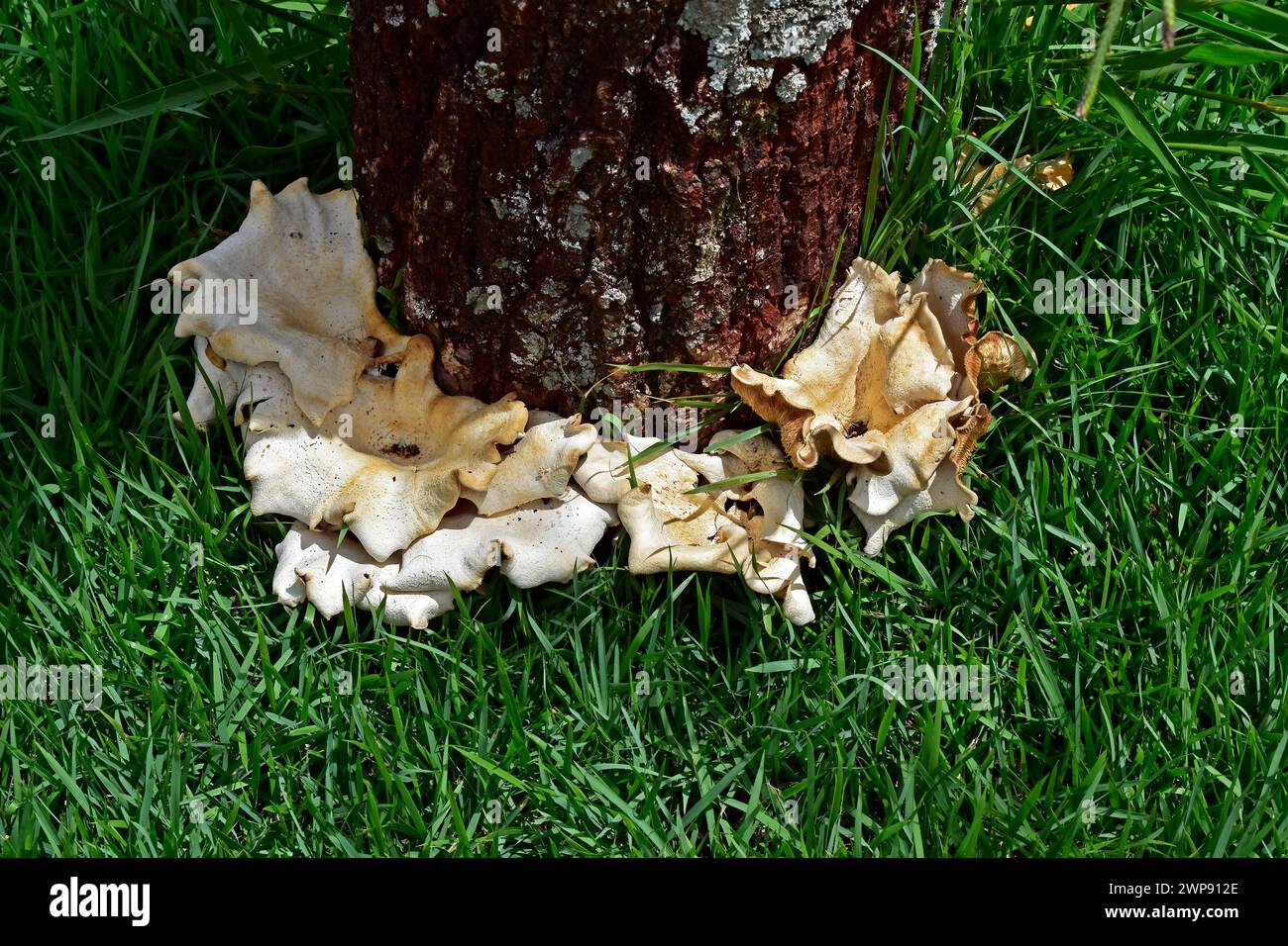 Mushrooms on the base of tree trunk Stock Photo