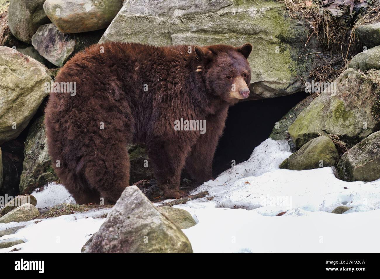 Brown bear coming out of hibernation. Stock Photo