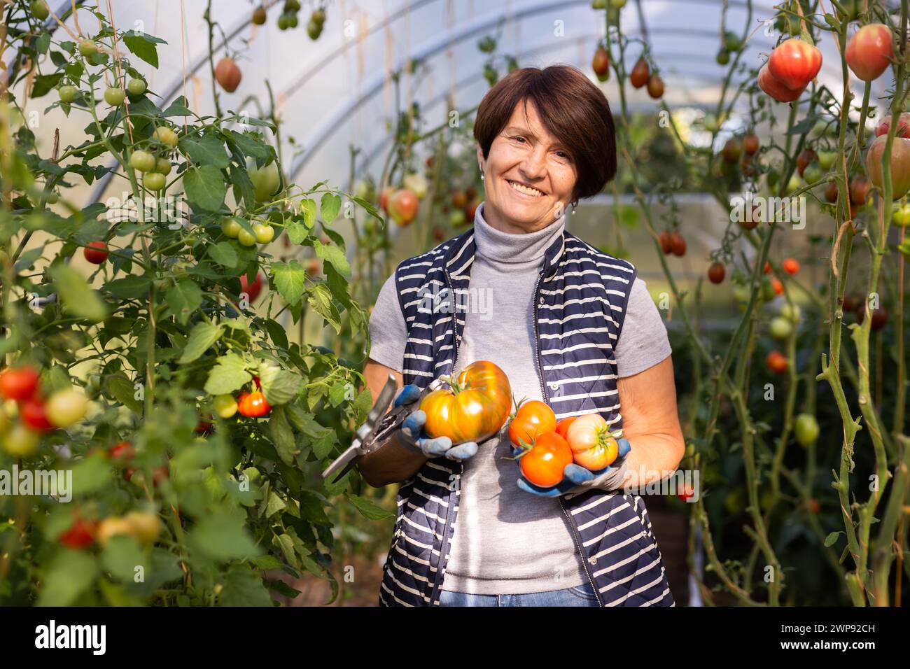 Older woman happily harvesting tomatoes in greenhouse Stock Photo - Alamy