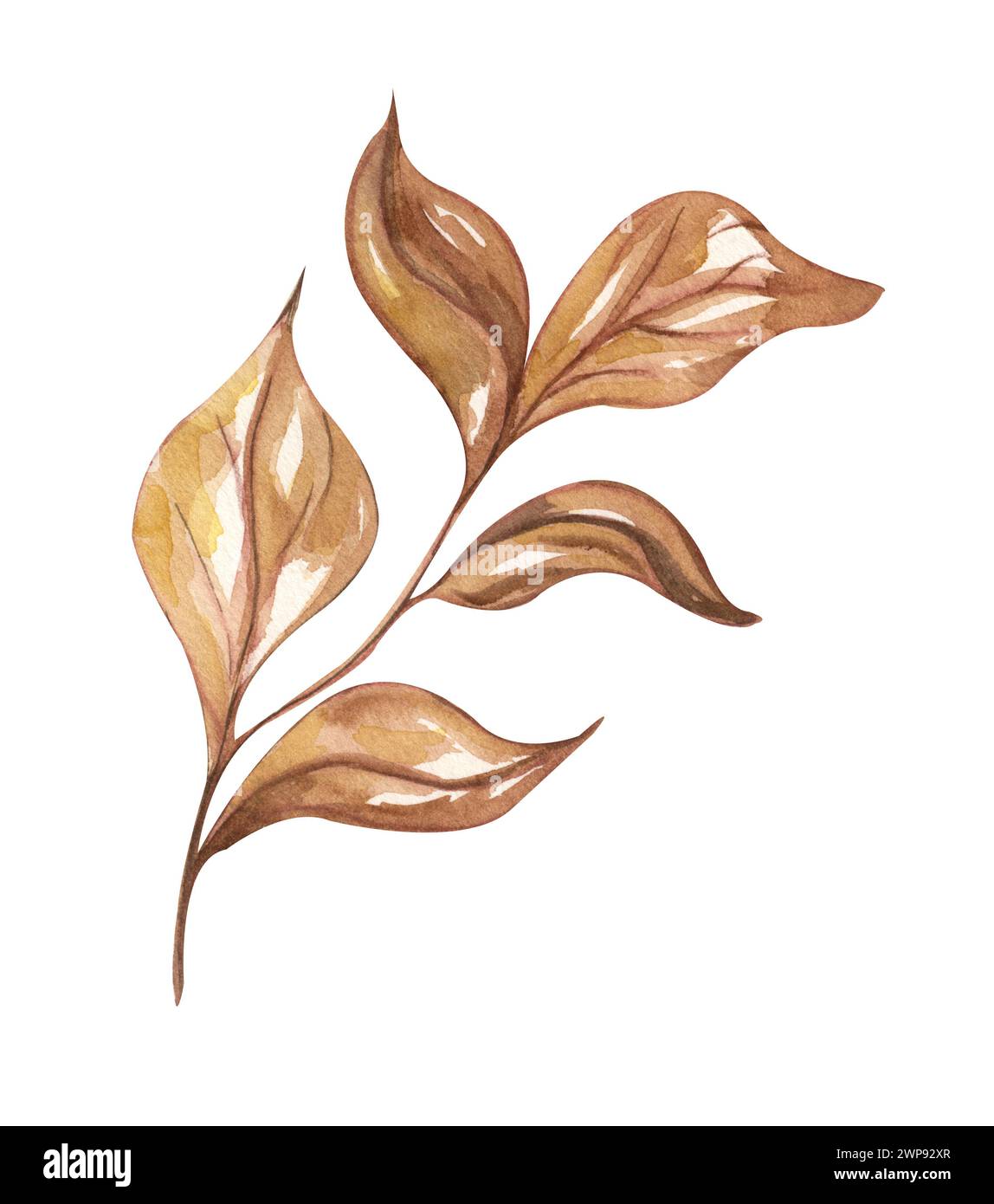 Watercolor dry twig. Hand painted boho leaves isolated on white ...