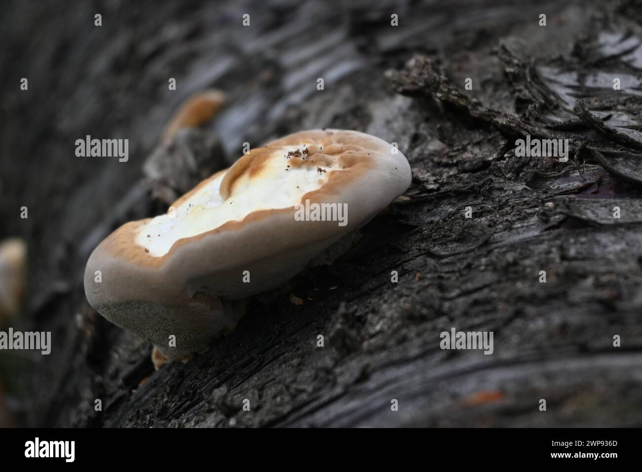 Pilz in der Natur Stock Photo