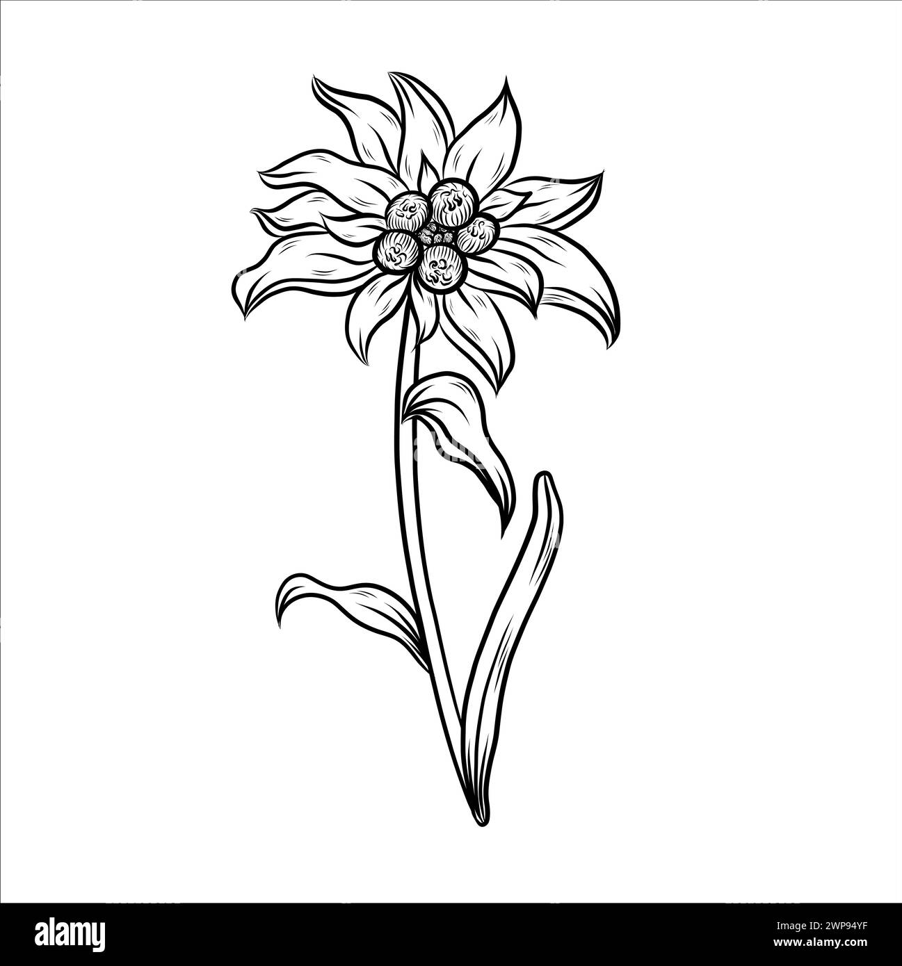 Edelweiss flower line art. Hand drawn Vector Floral outlines Stock ...