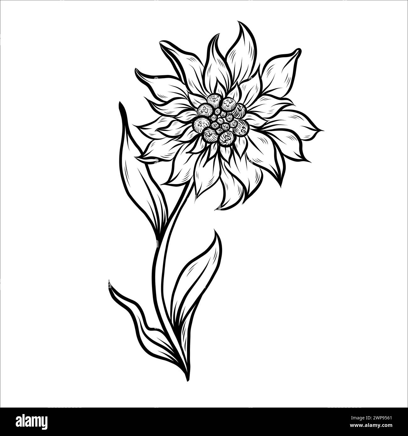 Edelweiss line art. Hand drawn Vector Floral outlines Stock Vector ...