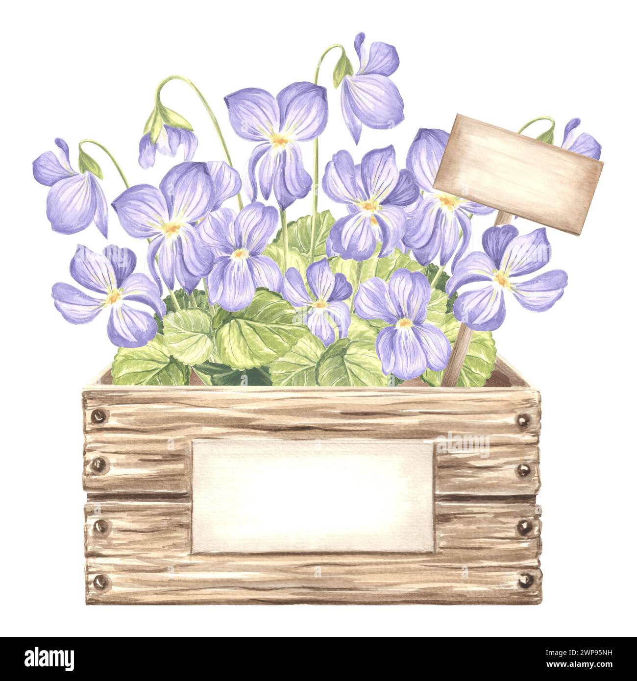 Violets with leaves in wooden box with label. Spring garden flower. Isolated hand drawn watercolor botanical illustration. Floral drawing template for Stock Photo