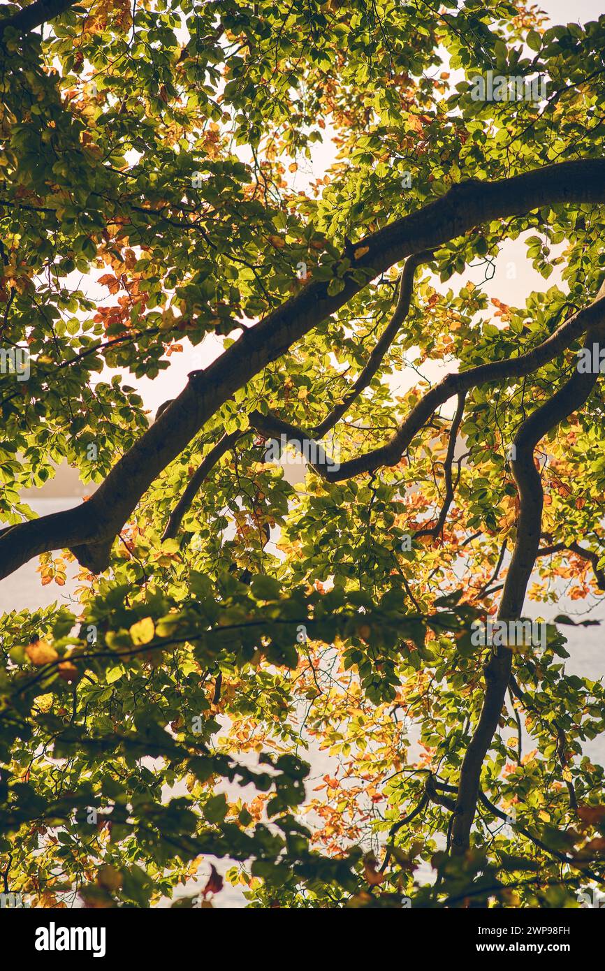 Tree green leaves beautiful hi-res stock photography and images - Alamy