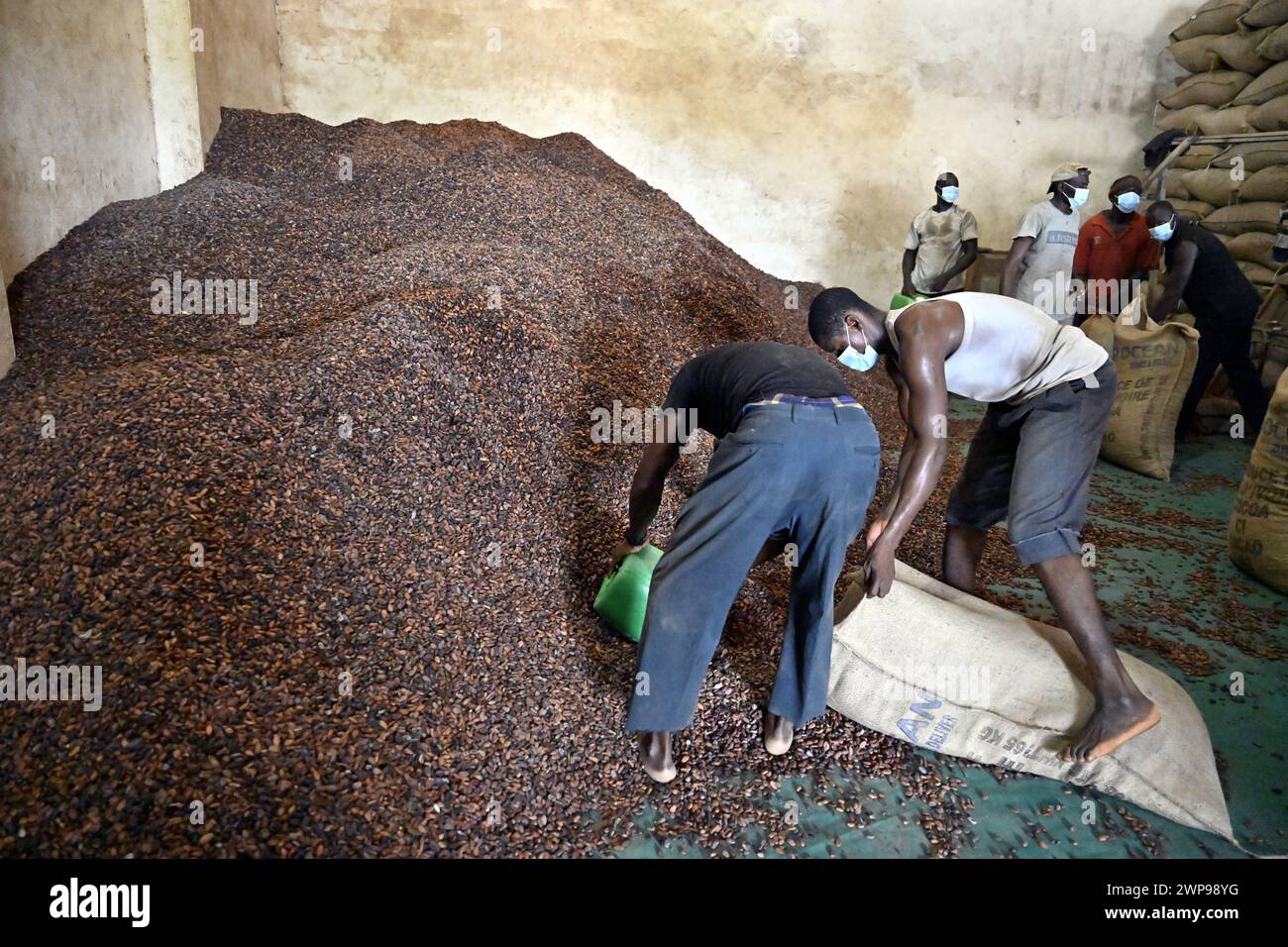 San Pedro, Ivory Coast. 06th Mar, 2024. Dried cocoa beans pictured at a visit of ECAM cocoa cooperative in Meagui, during a royal working visit to Ivory Coast, in San Pedro, Wednesday 06 March 2024. The Queen is visiting Ivory Coast in her capacity as ambassador for the Sustainable Development Goals of the United Nations (UN). The aim of the mission is to exchange experiences in the field of sustainable development with Ivorian partners BELGA PHOTO ERIC LALMAND Credit: Belga News Agency/Alamy Live News Stock Photo