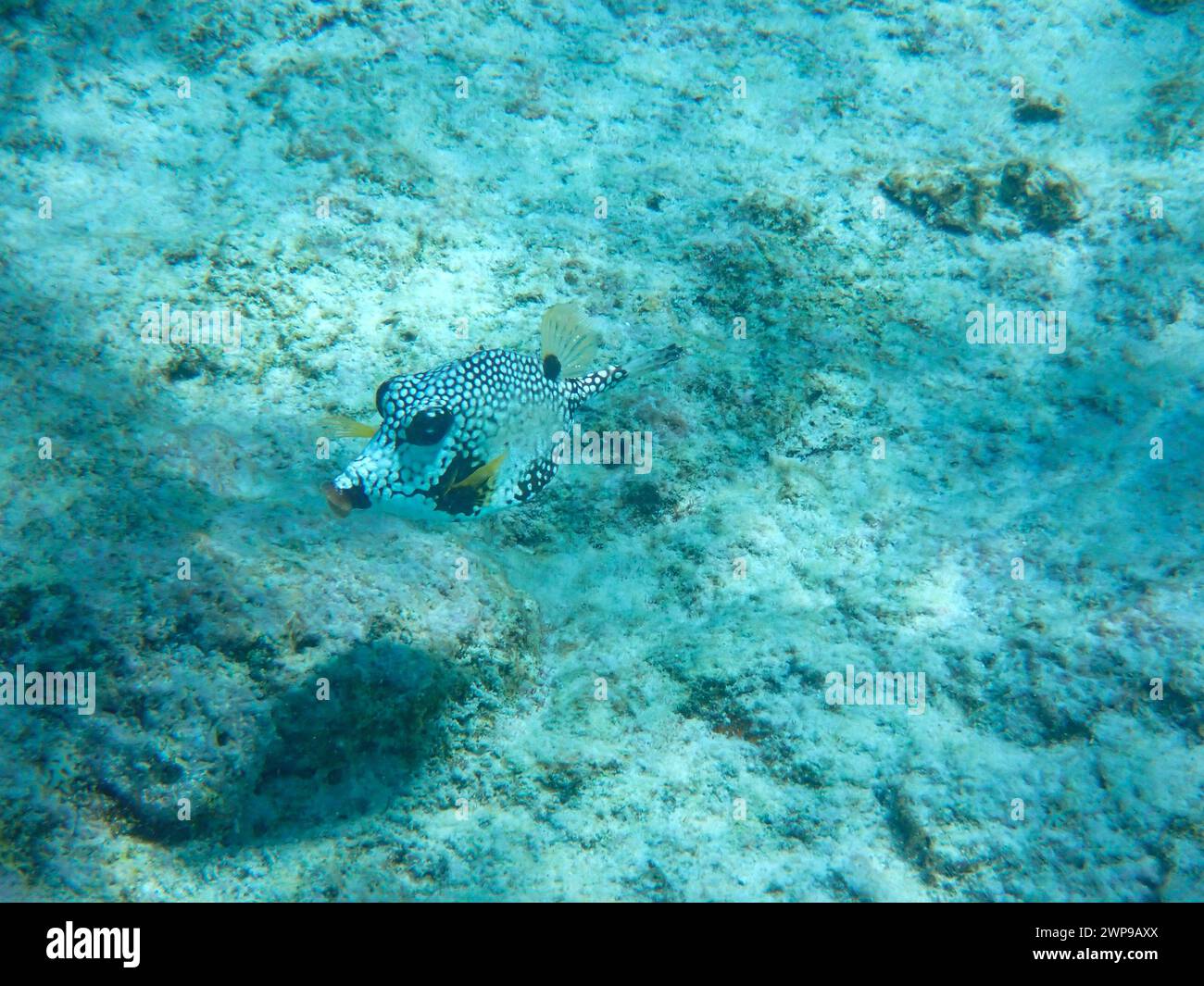 Underwaterphotography of a cute Smooth trunkfish (Lactophrys triqueter) Bonaire, Caribbean Netherlands Stock Photo