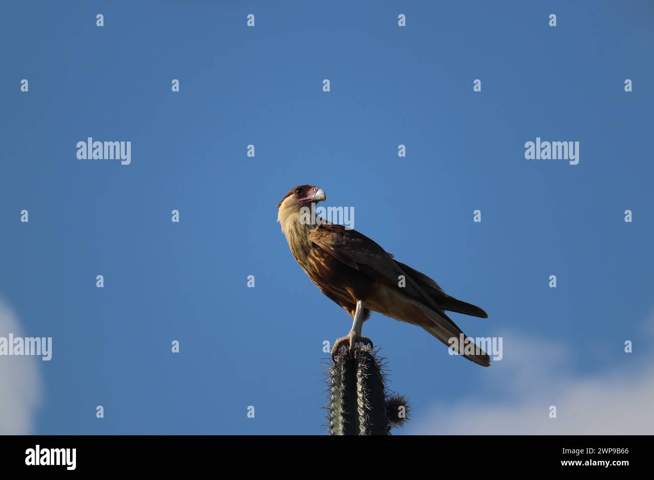 Crested caracara (Caracara plancus) a bird of prey sitting on a cactus, Bonaire, Caribbean Netherlands Stock Photo