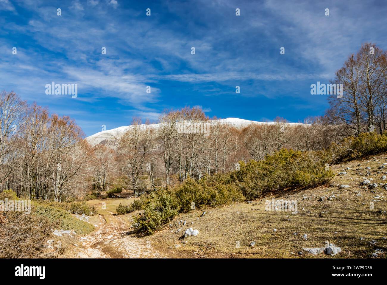 A beech forest, in Campo Felice, Italy. On the mountains of the Abruzzo Apennines. The bare trees in winter, the clear blue sky, the snow-capped mount Stock Photo