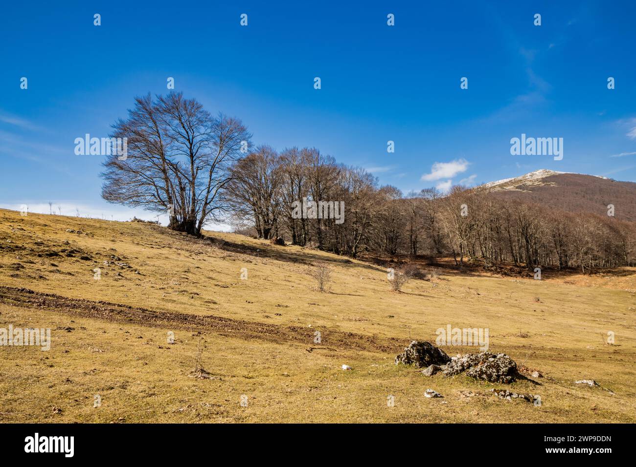 A beech forest, in Campo Felice, Italy. On the mountains of the Abruzzo Apennines. The bare trees in winter, the clear blue sky, the grassy hills, bus Stock Photo