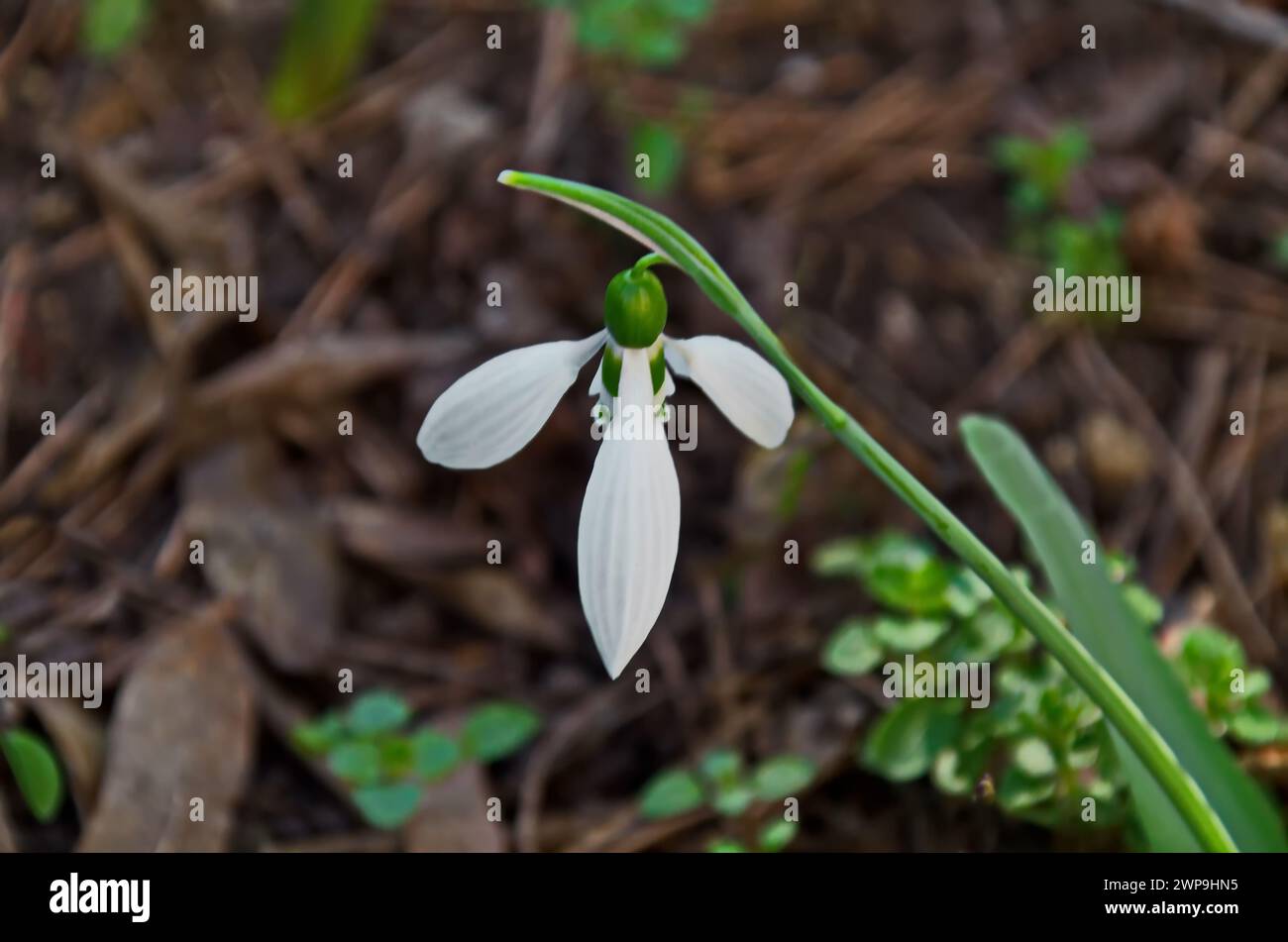Fresh white snowdrops in garden at early spring, Sofia, Bulgaria Stock Photo
