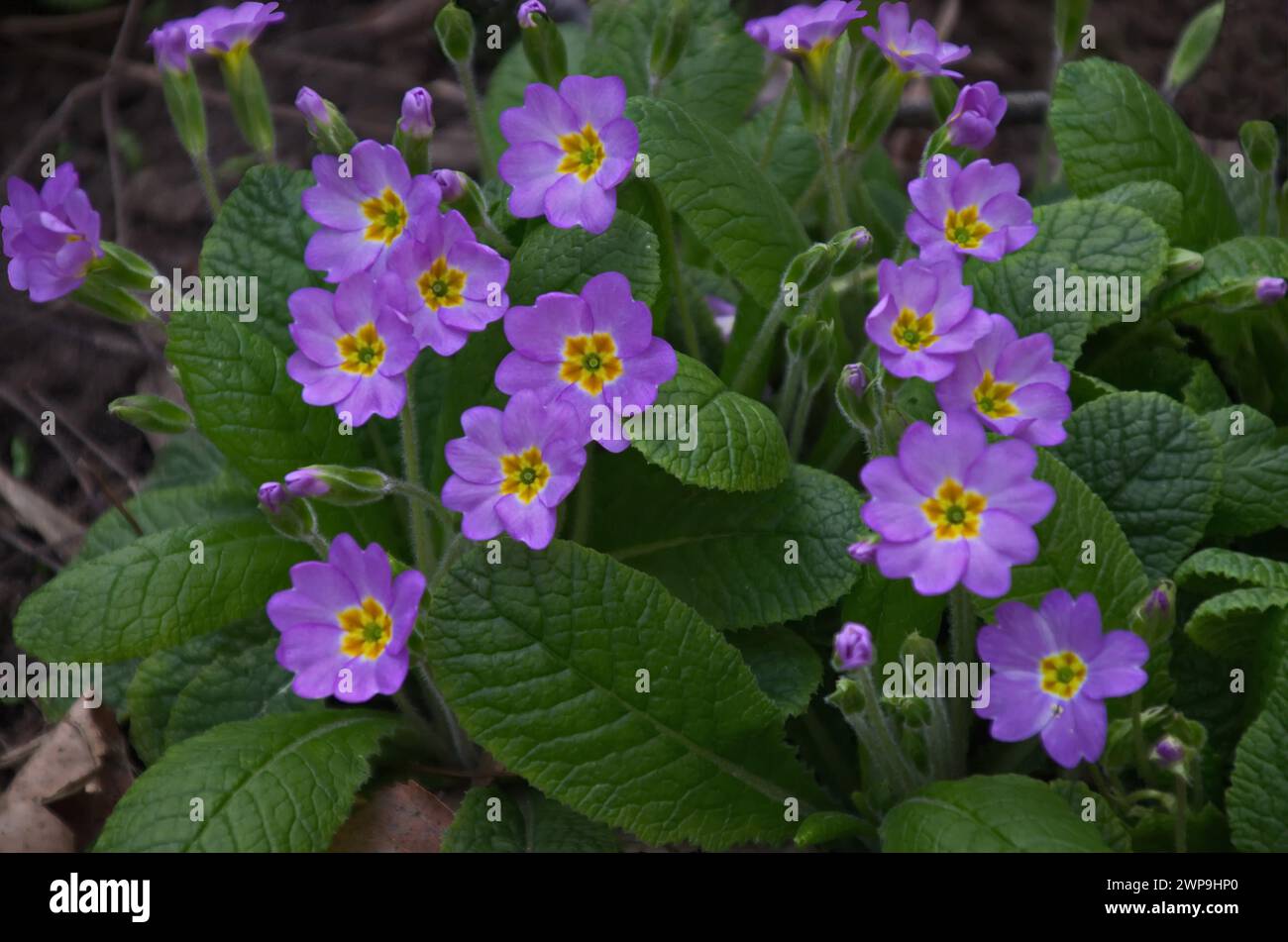 A small group of purple primrose or Primula vulgaris flower on a bed, Sofia, Bulgaria Stock Photo