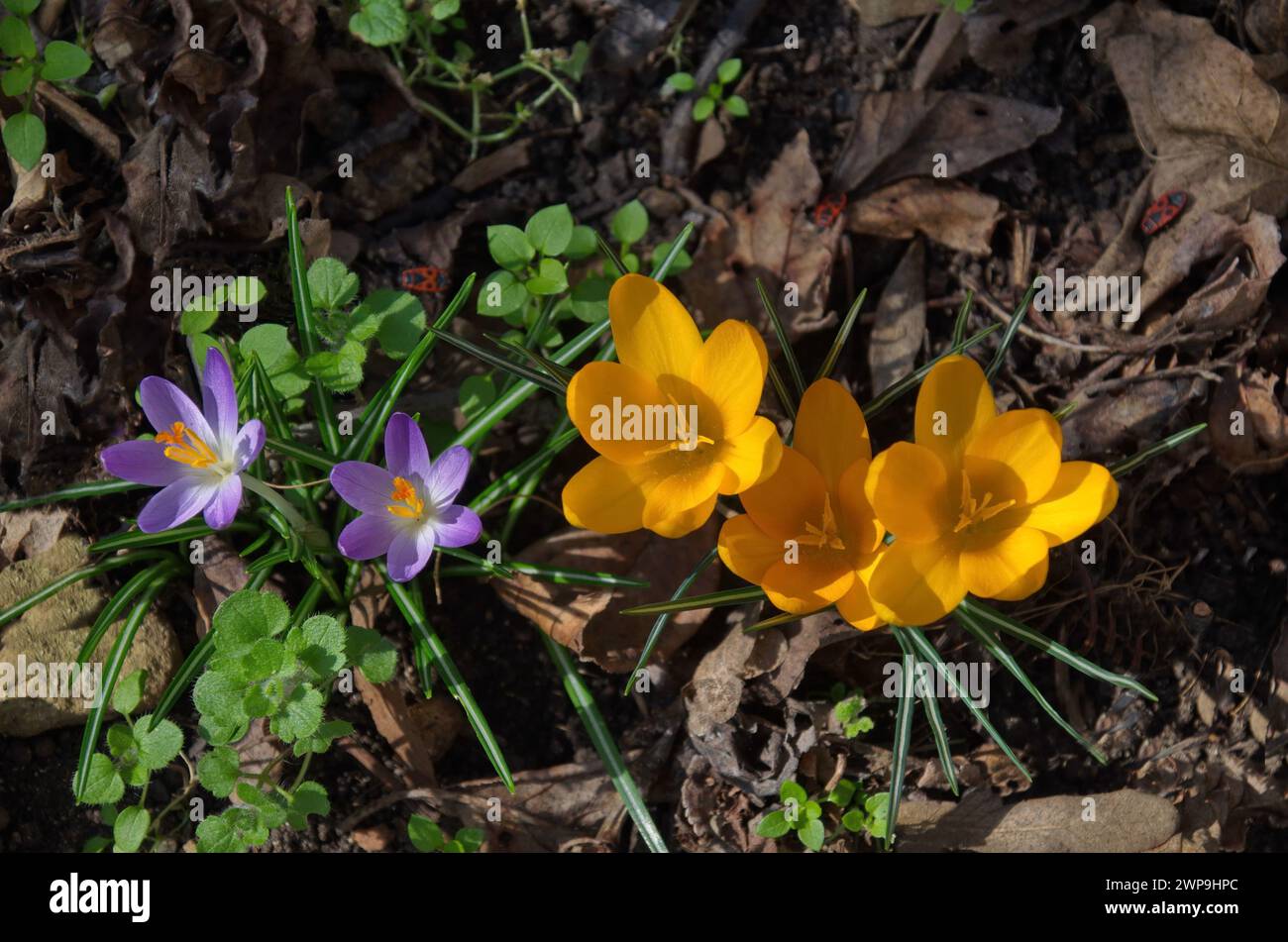 Beautiful spring purple and yellow crocuses in the garden, Sofia, Bulgaria Stock Photo