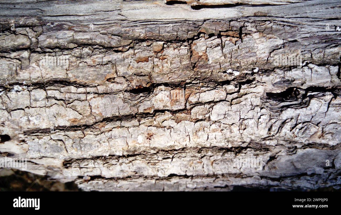 The bark of an old thick tree. Light gray wood with dark cracks. Wood texture. Tissues are located outside the cambium. The bark of an old, fallen Stock Photo