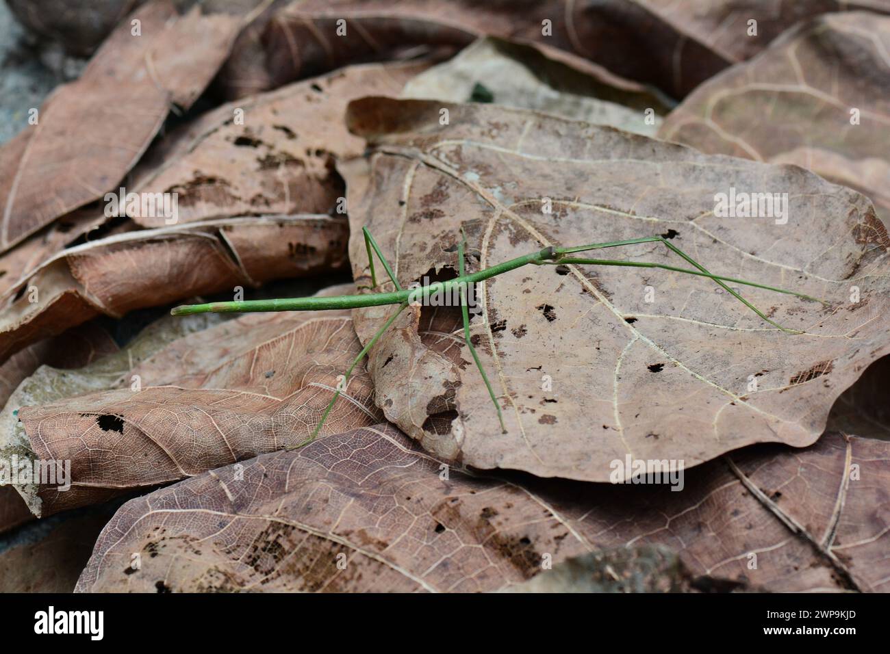 Giant Vietnamese stick bug (female) Stock Photo