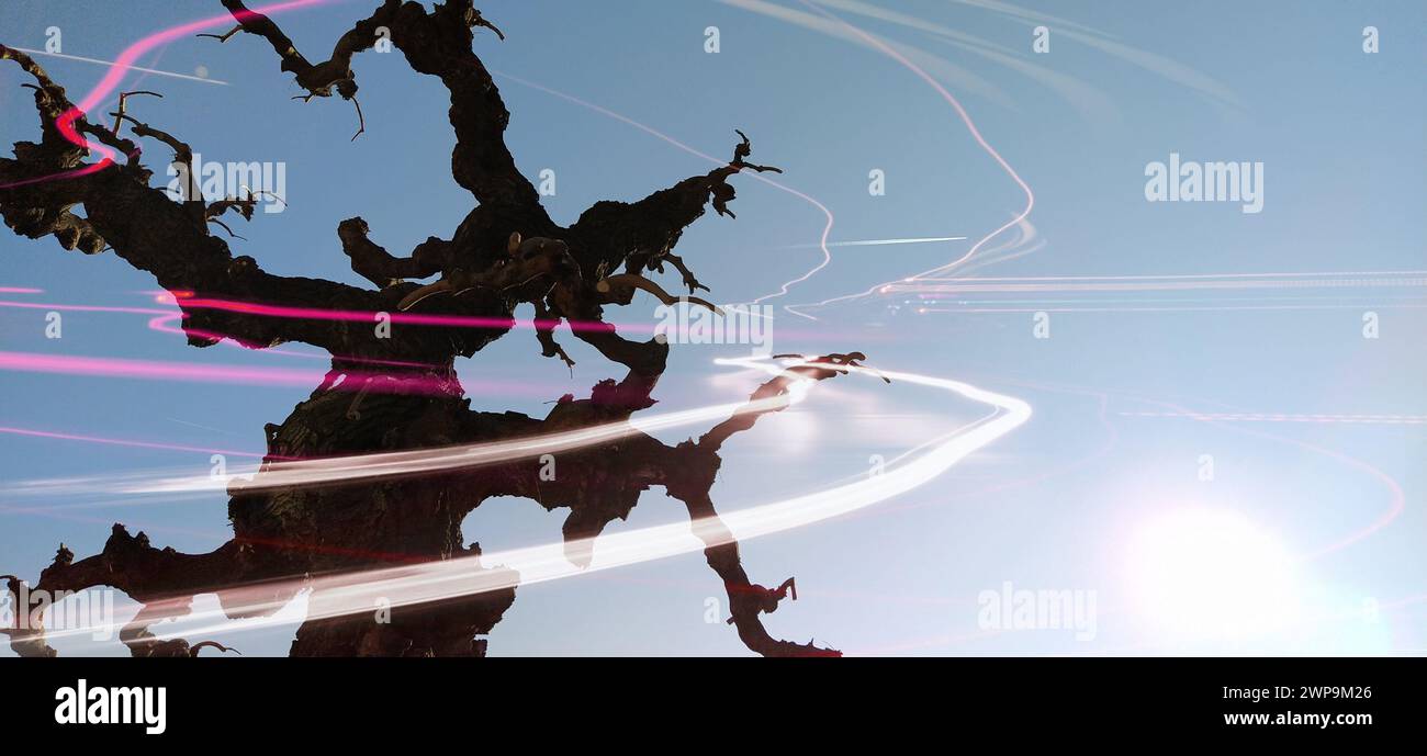 Silhouette of a tree without leaves on a background of blue sky, sun ...