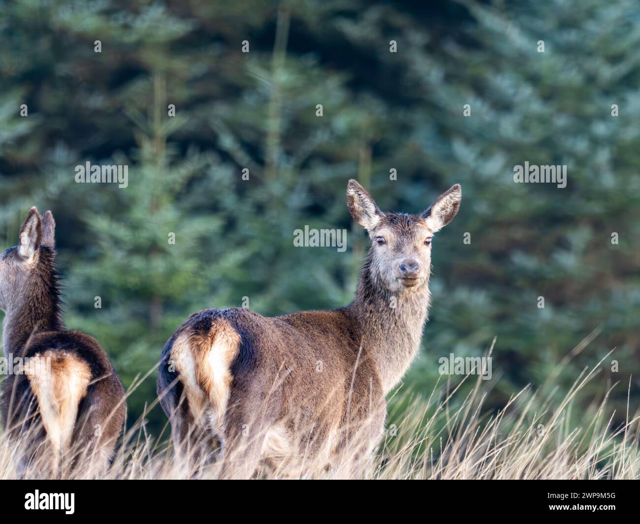 Red Deer, Cervus elaphus near Portnahaven on Islay, Scotland, UK. Stock Photo
