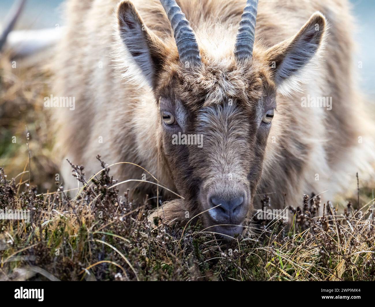 Wild Goat, on the Oa, Islay, Scotland, UK. Stock Photo