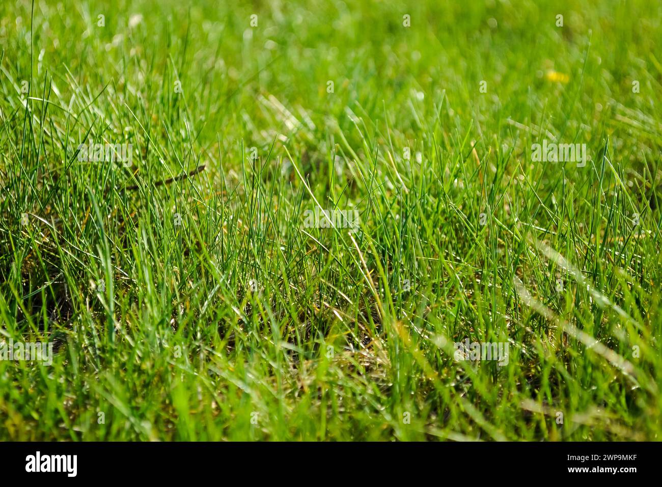 Young juicy green grass hi-res stock photography and images - Alamy