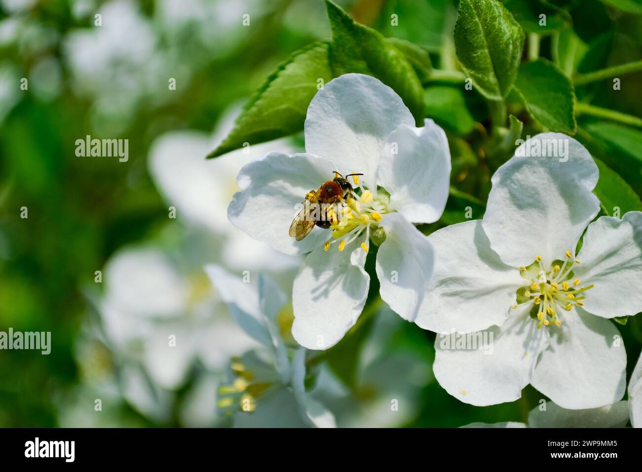 Close-up of a honey bee that pollinates a white flower of an apple tree against a background of bright green leaves Stock Photo