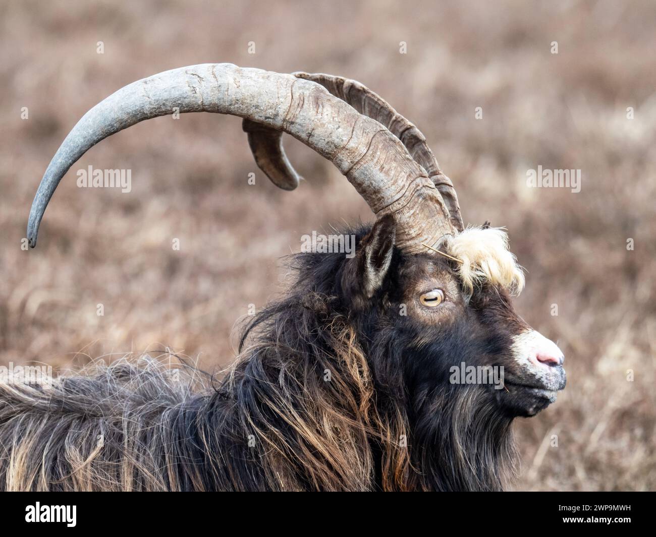 A Wild billy Goat, on the Oa, Islay, Scotland, UK. Stock Photo
