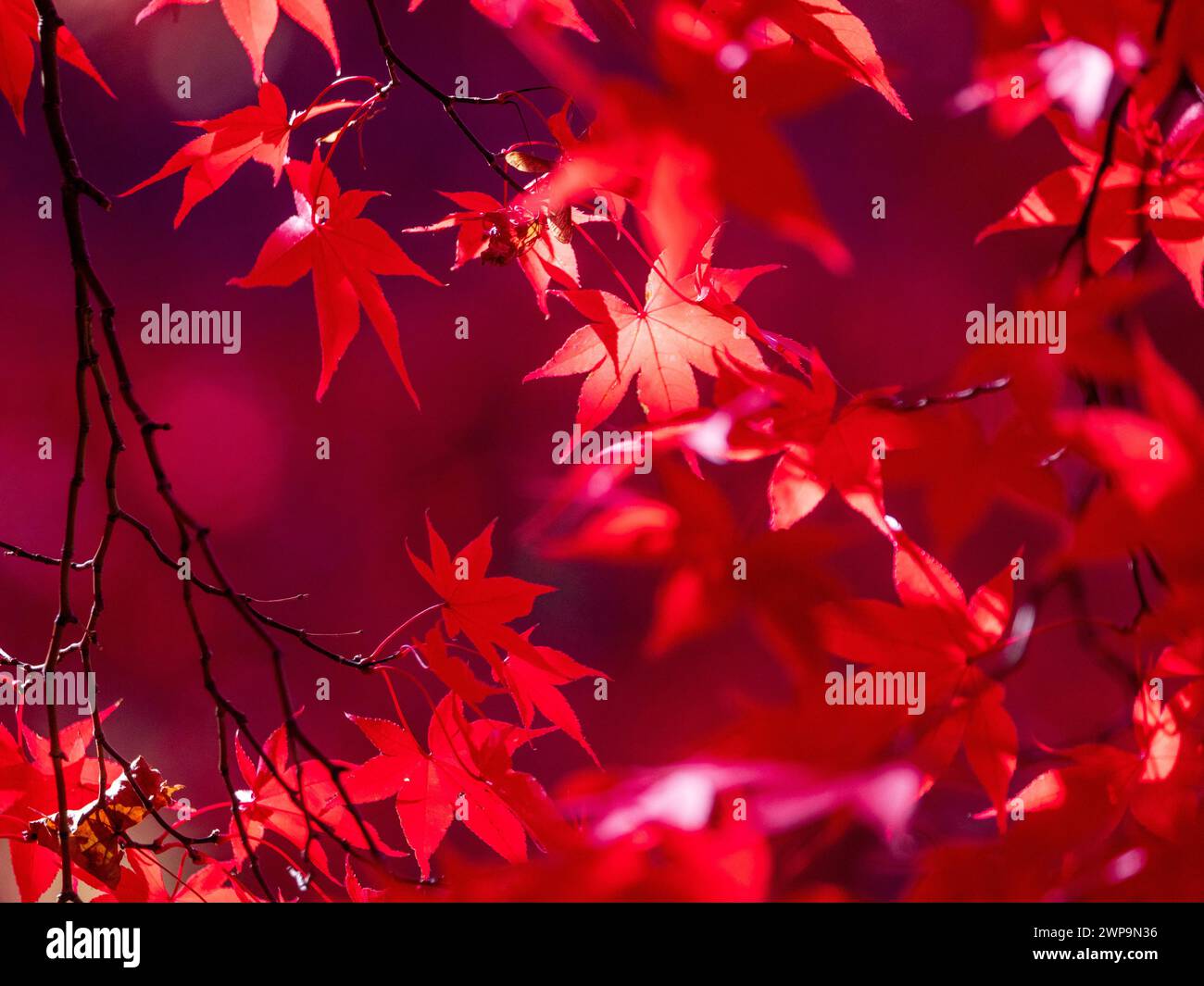 Red maple leaves with blurry background Stock Photo - Alamy