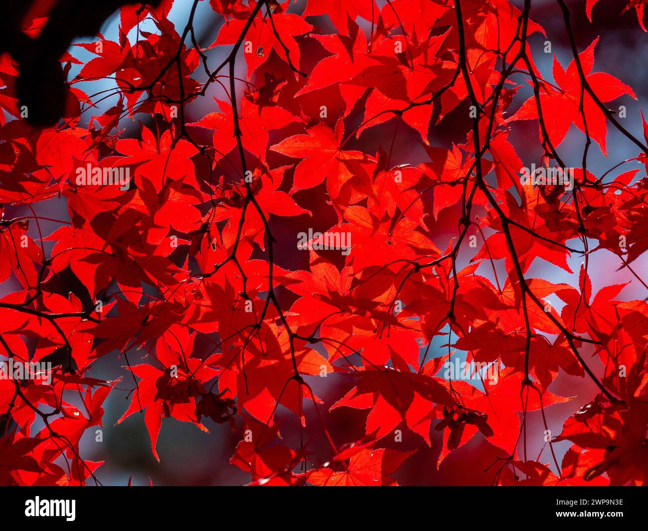Red maple leaves with blurry background Stock Photo - Alamy