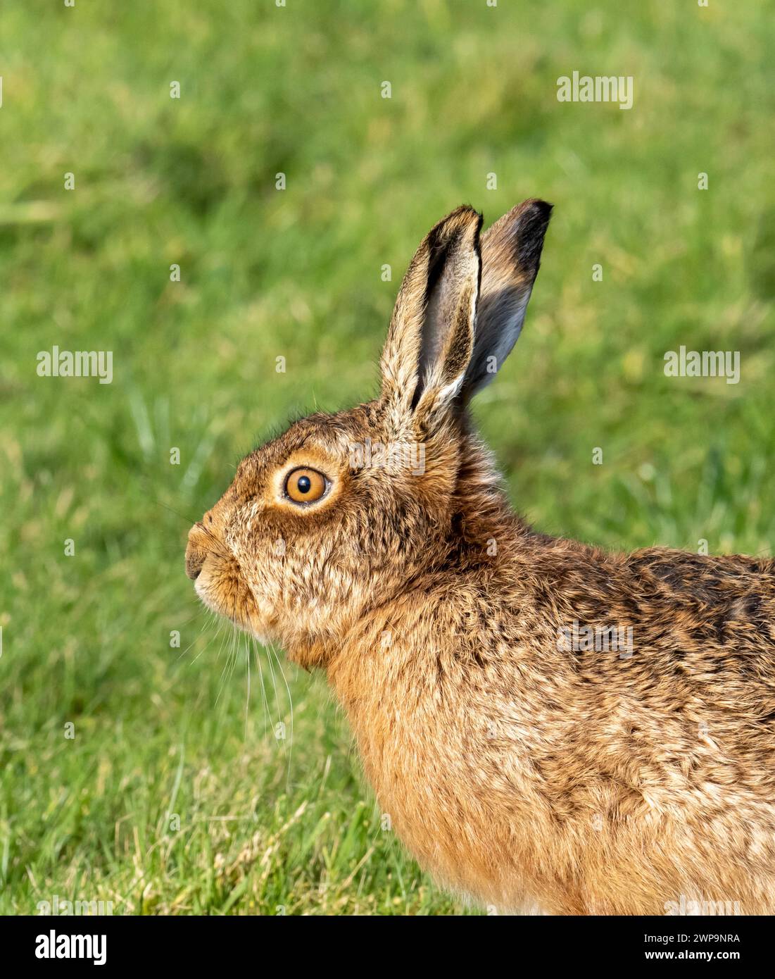 Brown Hare, Lepus europaeus on Islay, Scotland, UK. Stock Photo