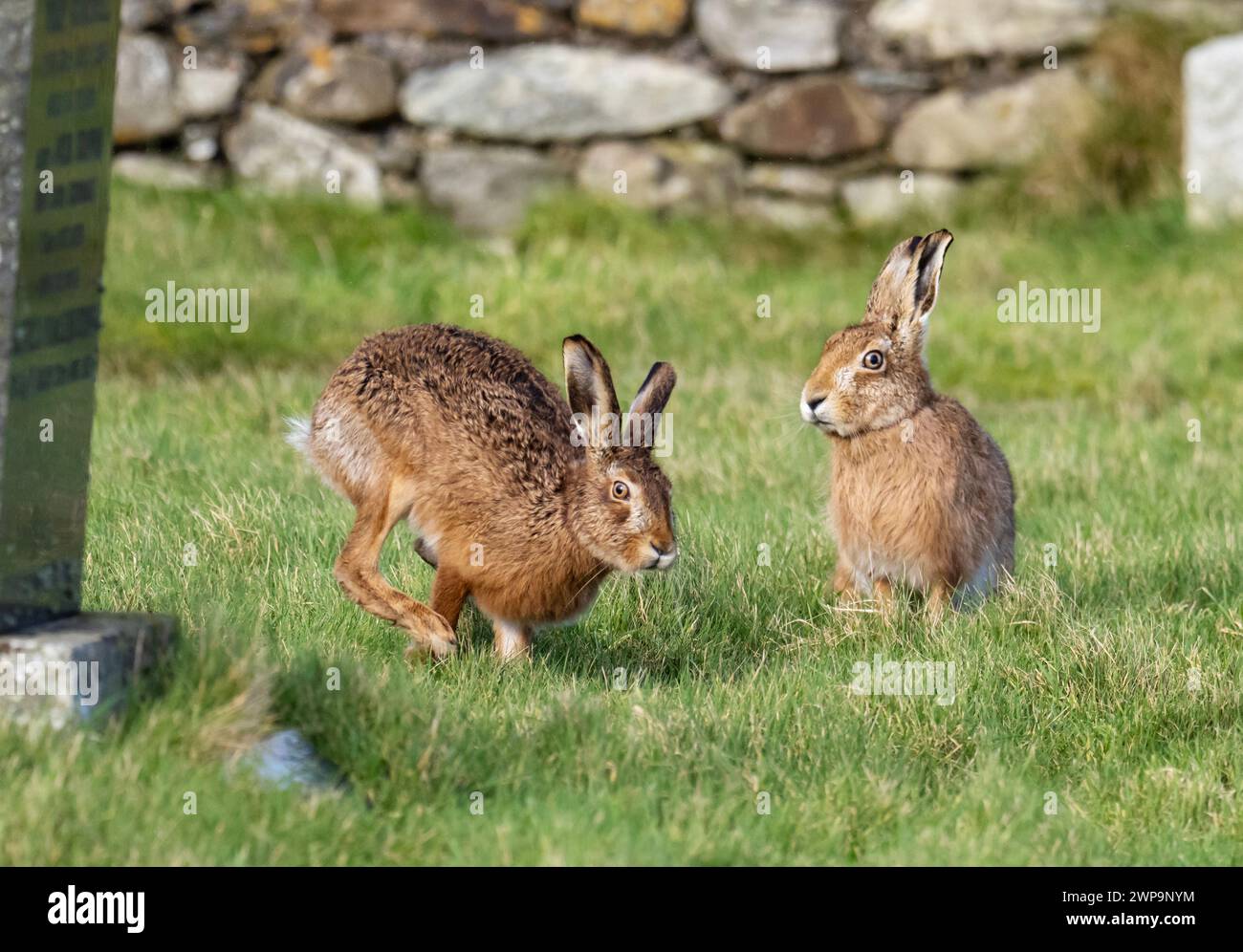 Brown Hare, Lepus europaeus in the cemetery at Kilnave Chapel, Gruinart on Islay, Scotland, UK. Stock Photo