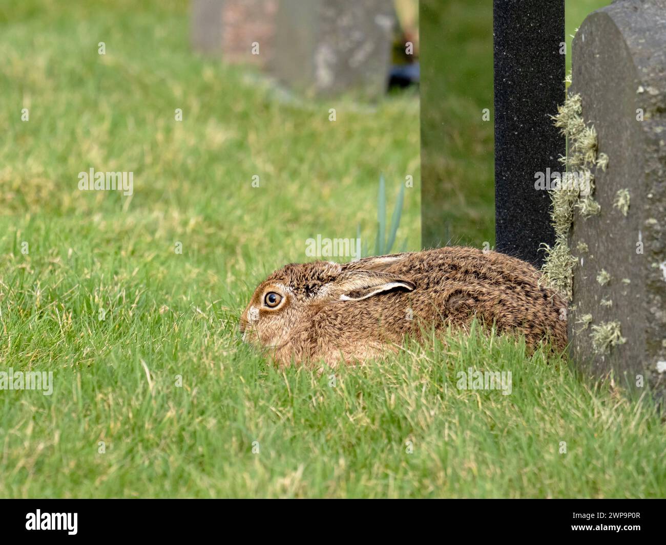 Brown Hare, Lepus europaeus in the cemetery at Kilnave Chapel, Gruinart on Islay, Scotland, UK. Stock Photo