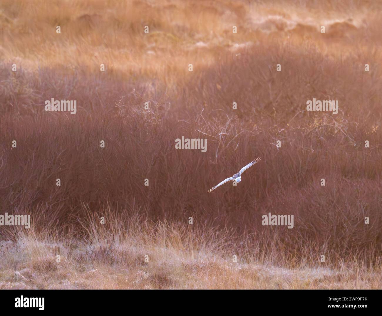 Flying hen harrier uk hi-res stock photography and images - Alamy