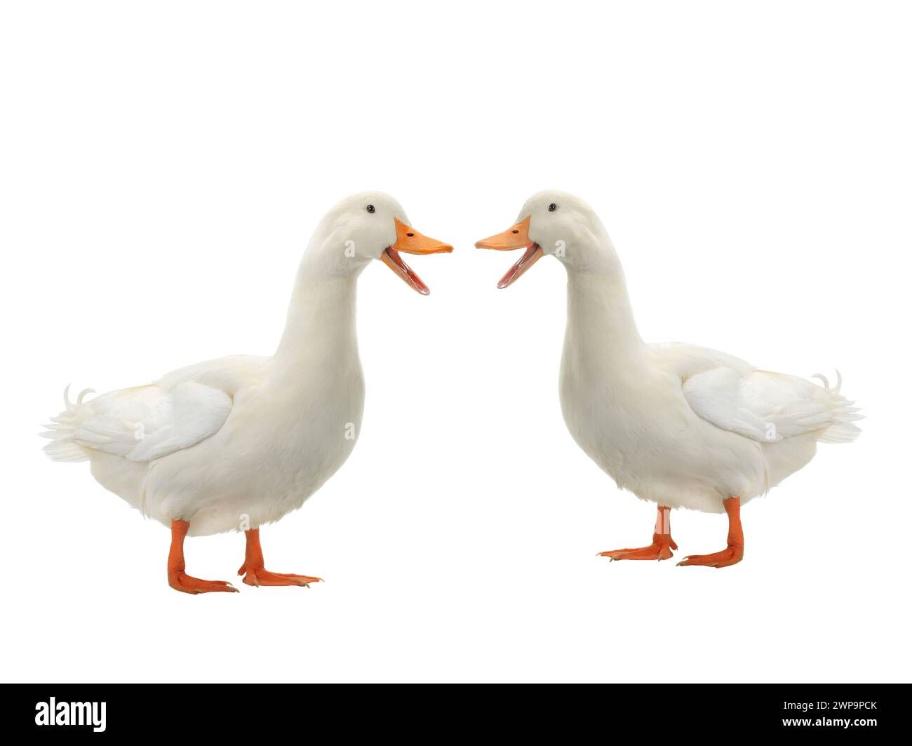 Two Duck on a white background Stock Photo - Alamy