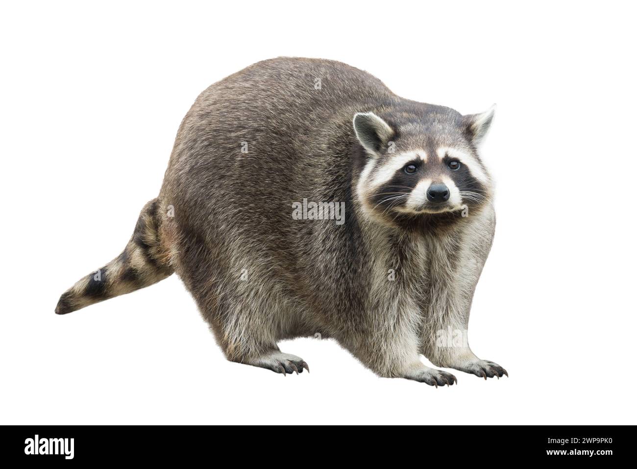 raccoon isolated on white background Stock Photo