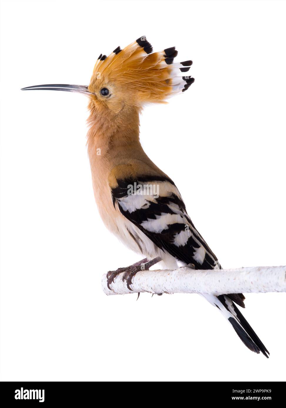 eurasian Hoopoe (Upupa epops) isolated on a white background  in studio shot Stock Photo