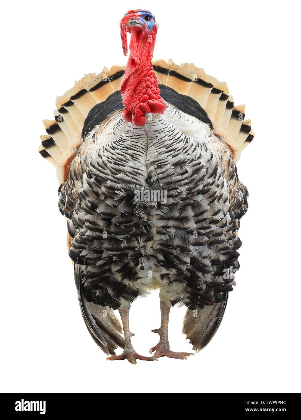turkey with an open tail distortion, distorted by a wide-angle close-up ...